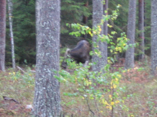 Picture 050